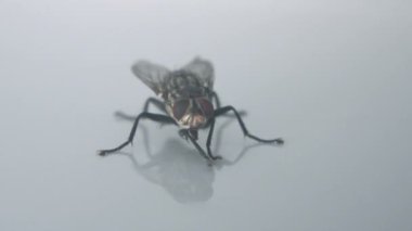 Sinekler yerdeki pozlar..