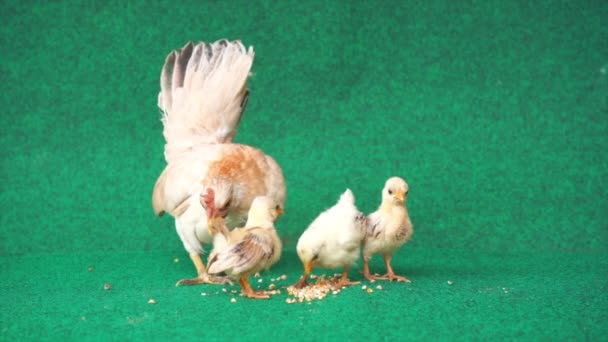 Hen Yellow Serama Chicks Artificial Grass Background — Stock Video