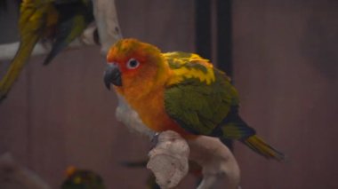 Konutlar bir dala tünemişti. Kuş Tayland 'da popüler bir evcil hayvandır..