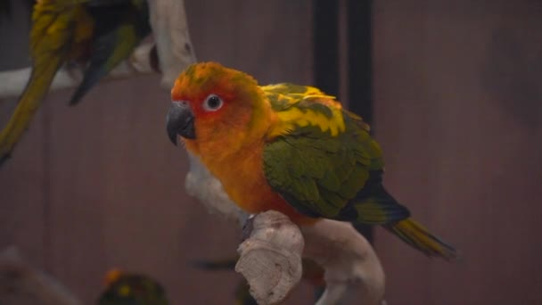 Houdt Zich Vast Een Tak Vogel Een Populair Huisdier Thailand — Stockvideo