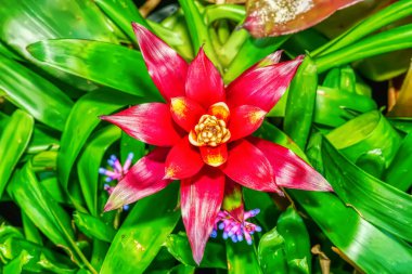 Çiçekler çok güzel ve ferahlatıcı..