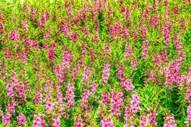 Salvia, arka planda bir bahçede çiçek açıyor..