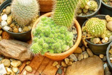 Kaktüs saksıda yetişir. Çölde bir bitki..