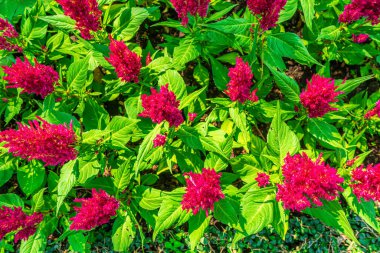 Celosia argentea mı yoksa arka planda gümüş horoz tarağı mı?.