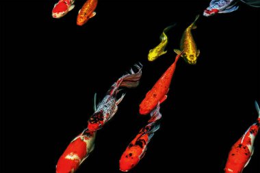 Sazan sürüsü gölde.