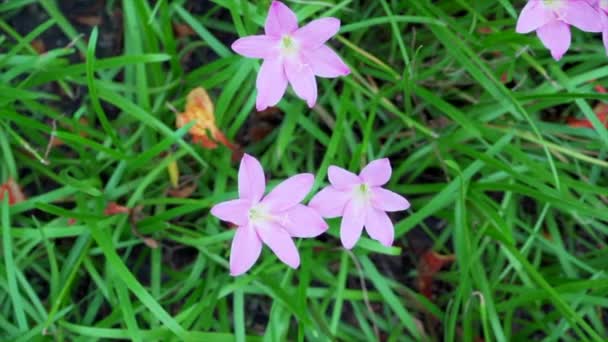 Zephyranthes Carinata Rosa Sobre Fondo Natural — Vídeos de Stock