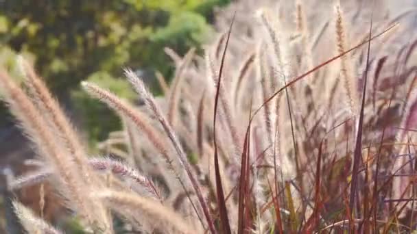 Der Natur Schwankt Das Gras Wind Und Der Sonne Man — Stockvideo