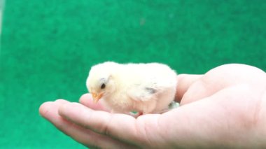 Adamın avucundaki sarı serama piliçleri.