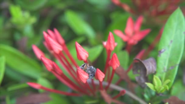Včely Pokusily Otevřít Ixoru Bez Rozkvětu Přírodním Pozadí — Stock video