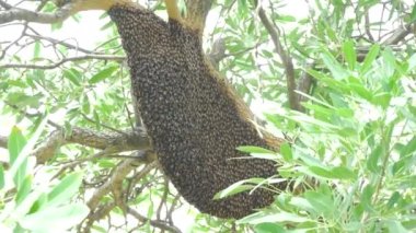 Arı yuvası. Ağaçta dev arı kovanı..