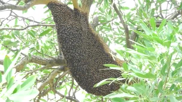 Großes Nest Der Biene Riesenhornisse Baum — Stockvideo