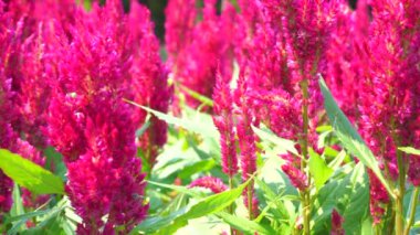 Doğadaki çiçekler, arılar uçuyor ve rüzgar hafifçe esiyor..