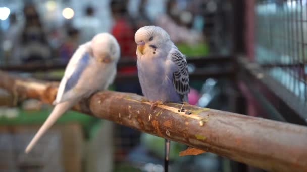 Les Perruches Dorment Sur Les Branches Est Animal Compagnie Populaire — Video