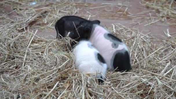 Pot Belly Pig Baby Stall — Stock Video