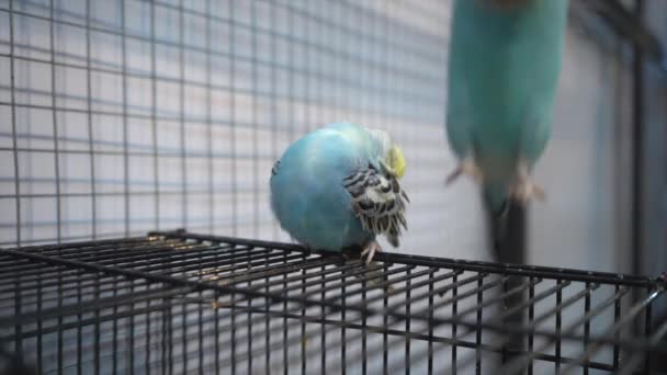 Parakeets Scratching Cage Its Popular Pet Thailand — Stock Video
