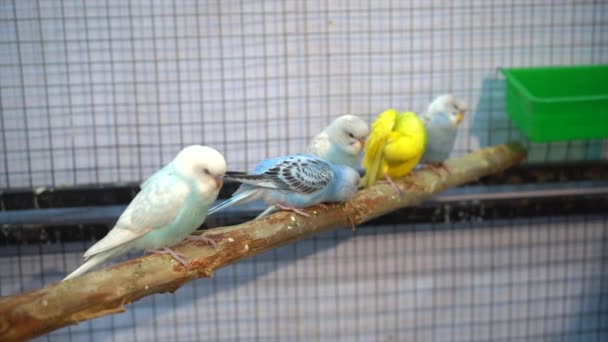Πολλοί Παπαγάλοι Στα Κλαδιά Πουλί Είναι Ένα Δημοφιλές Κατοικίδιο Ζώο — Αρχείο Βίντεο