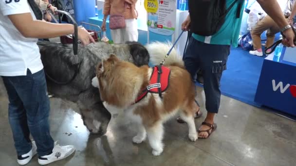 Nonthaburi Thailand März 2021 Hunde Auf Der Smartheart Präsentiert Thailand — Stockvideo