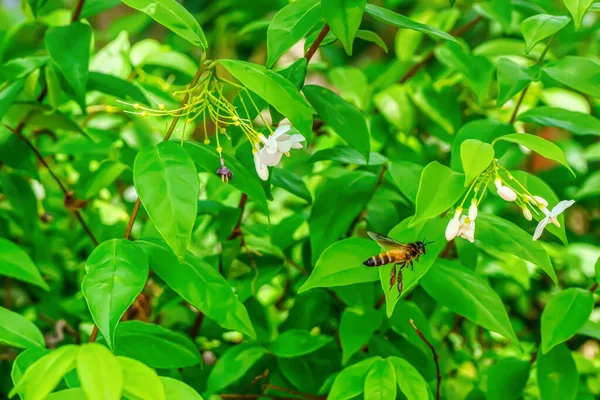 Včely Jíst Pyl Květu Přírodním Pozadí — Stock fotografie