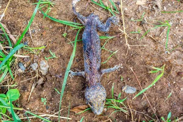 Cadáver Gecko Que Está Seco Chão — Fotografia de Stock