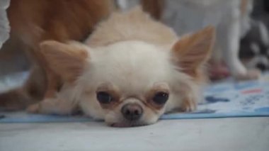 Köpek uyuyor. Köpekler insanın en iyi dostudur..