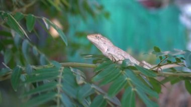 Ağaçtaki bukalemunlar doğanın arka planında..
