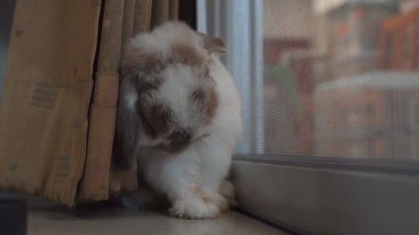 Das Kaninchen Kratzte Hinter Dem Vorhang — Stockvideo