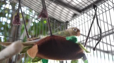 Yeşil yanaklı muhabbet kuşu ya da yeşil yanaklı koni yürüyor, kafese tırmanıyor.