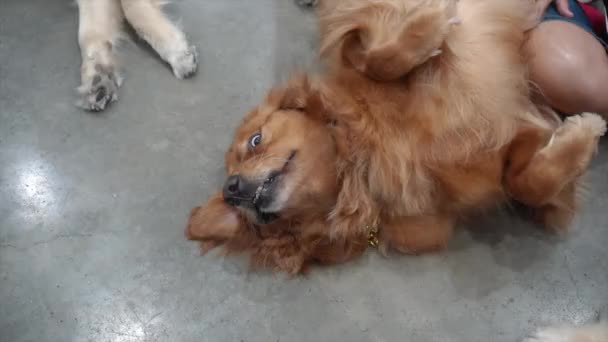 Cão Estava Deitado Feliz Chão Cimento — Vídeo de Stock