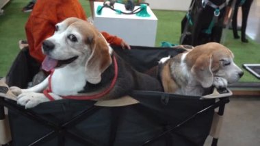 Tekerlekli sandalyede oturan köpek. Çok şirin..