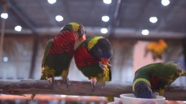 Papağanlar kereste salıncağında yemek yiyorlar..