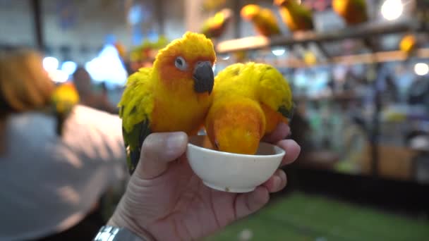 Conures Mangent Coupe Dans Main Homme — Video