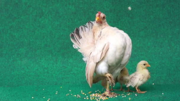 Gallina Pulcini Serama Gialli Uno Sfondo Erba Artificiale Con Suono — Video Stock