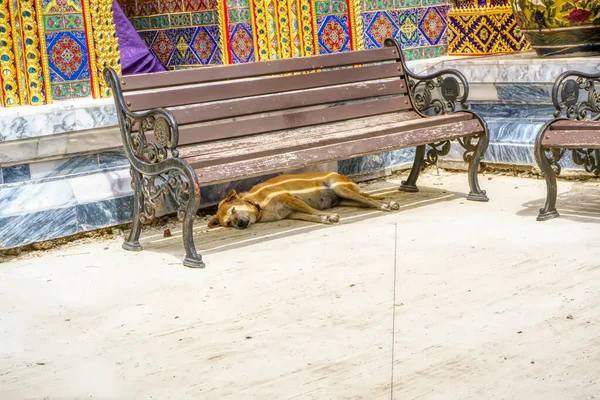 Hunden Sov Stol Templet — Stockfoto