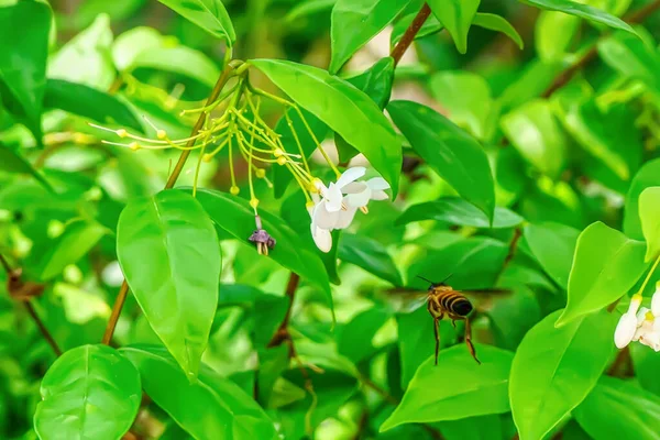 Včely Jíst Pyl Květu Přírodním Pozadí — Stock fotografie
