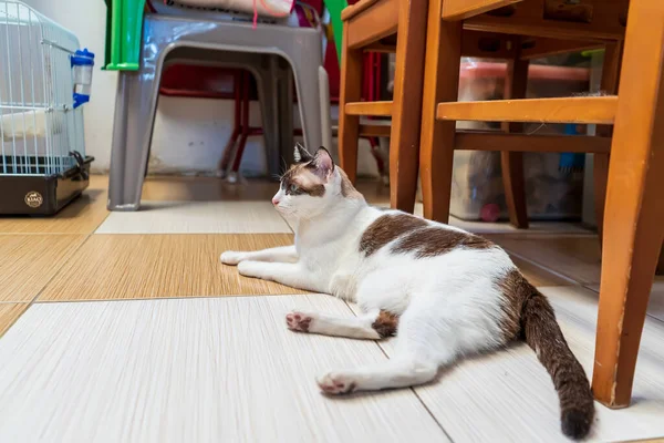 Katten Låg Cementgolvet Det Gulligt — Stockfoto