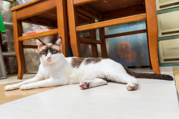 Gatto Era Disteso Sul Pavimento Cemento Carino — Foto Stock