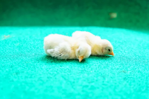 Les Poussins Serama Jaune Sur Fond Gazon Artificiel — Photo