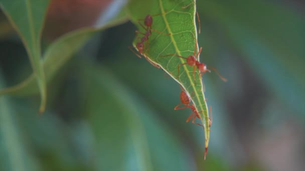 Beaucoup Fourmis Rouges Sont Reconnaissance Sur Les Feuilles Mangue Dans — Video