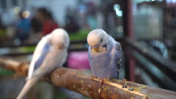 Muhabbet Kuşları Dallarda Uyuyor Tayland Popüler Bir Evcil Hayvan — Stok video