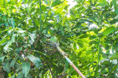 Ağaçtan mango topluyorlar..