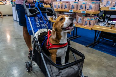 Nonthaburi, Tayland - 27 Mayıs 2021: 10. SmartHeart 'taki Köpekler Tayland Uluslararası Hayvan Varyasyonları Sergisi' ni sunar Muang Thong Thani, Nonthaburi, Tayland.