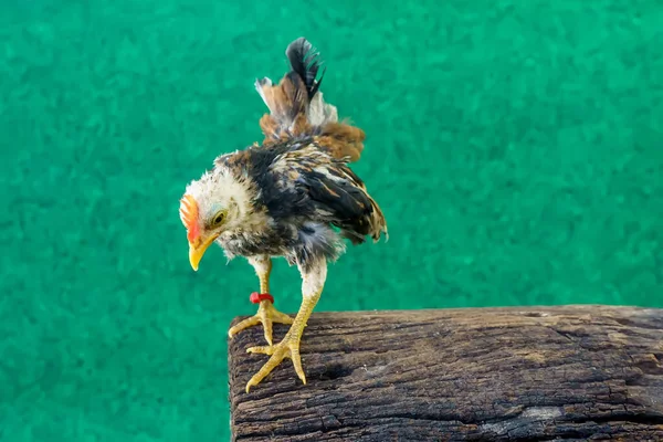 Serama Serama Malaio São Poses Madeira — Fotografia de Stock