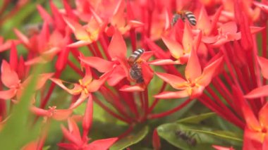 Arılar, arka planda ixora 'dan gelen polenleri uçarak yiyorlar..