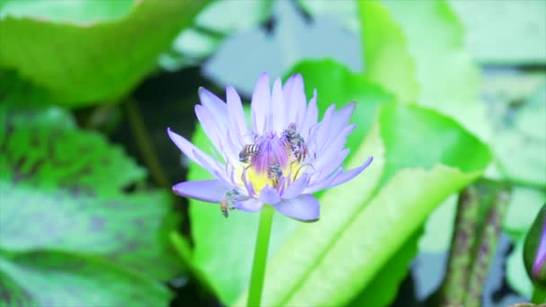 Пчела Летают Едят Пыльцу Лотоса Фоне Природы — стоковое видео
