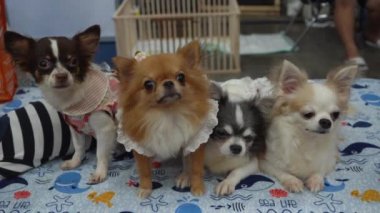 Dört köpek fotoğraf için poz veriyor..