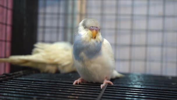 Muhabbet Kuşları Dallarda Uyuyor Tayland Popüler Bir Evcil Hayvan — Stok video