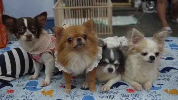Fyra Hundar Poserar För Ett Foto — Stockvideo