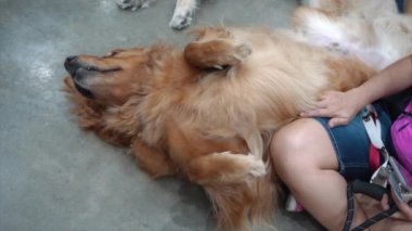 Köpek çimento zeminde mutlu bir şekilde yatıyordu..