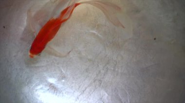 Japon balığı metal bir havuzda yüzüyor..