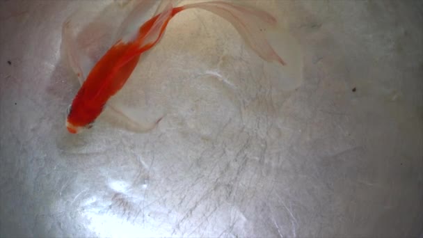 金鱼在金属盆里游泳 — 图库视频影像